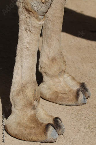 Camel feet