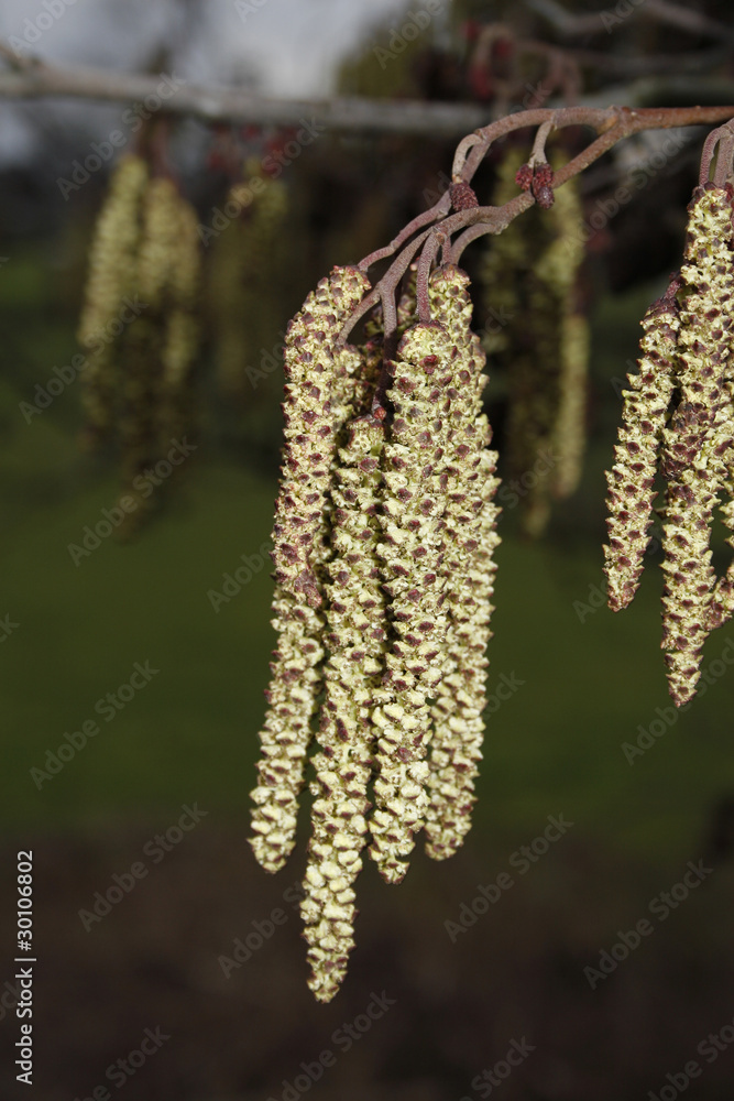 catkins hanging from tree