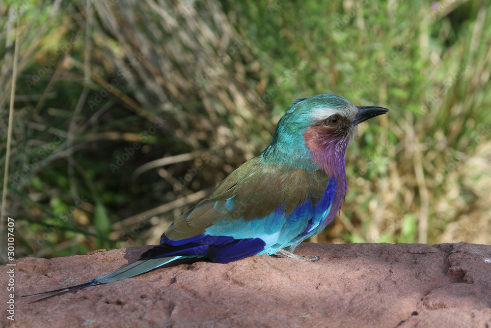 Fototapeta premium Lilac Breasted Roller (Coracias caudatus)