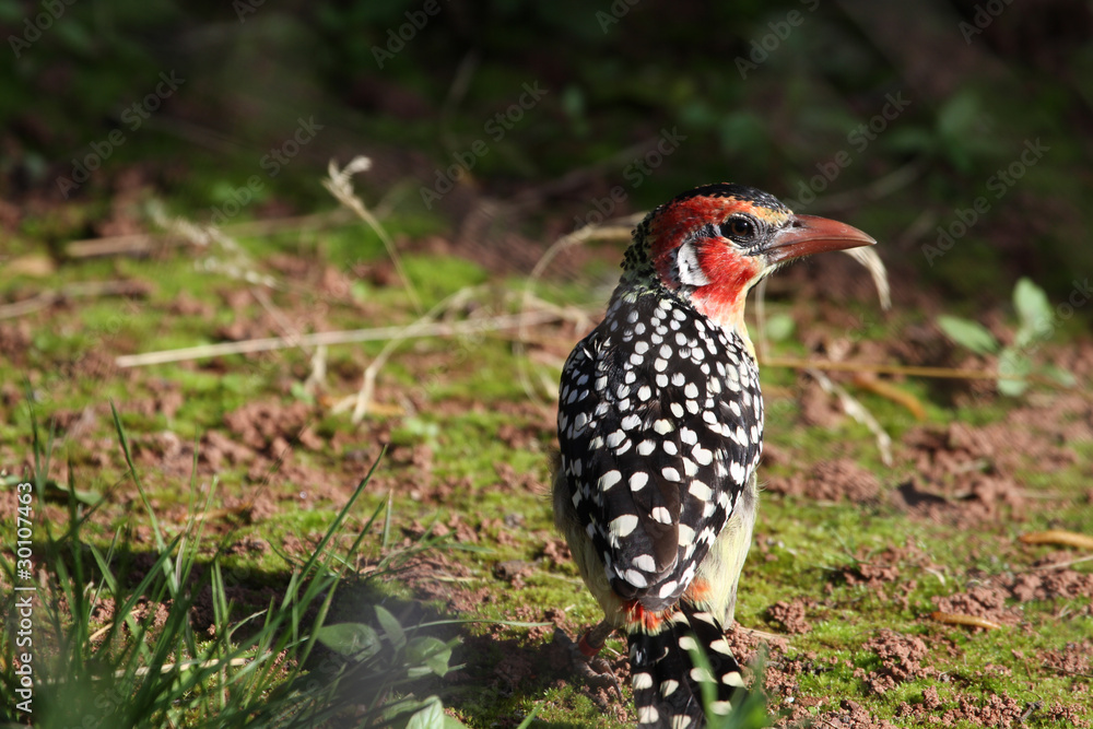Red and yellow Barbet (Trachphonus erythrocephalus) Red and yellow Barbet (Trachphonus erythrocephalus)
