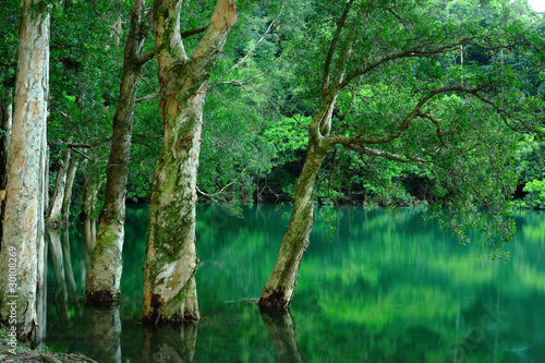 tree in water