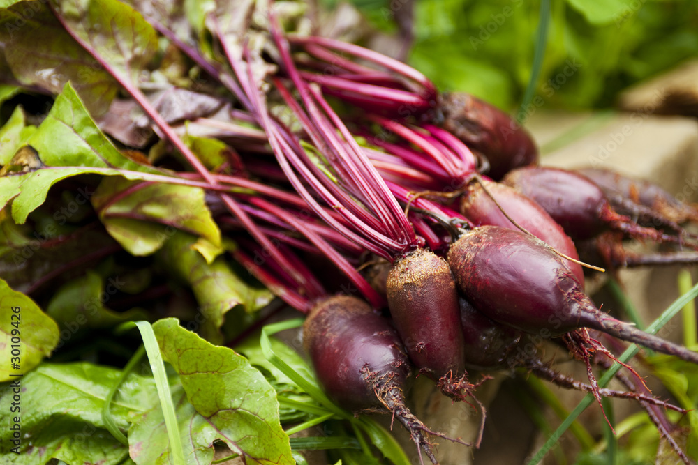 beetroot beetroot