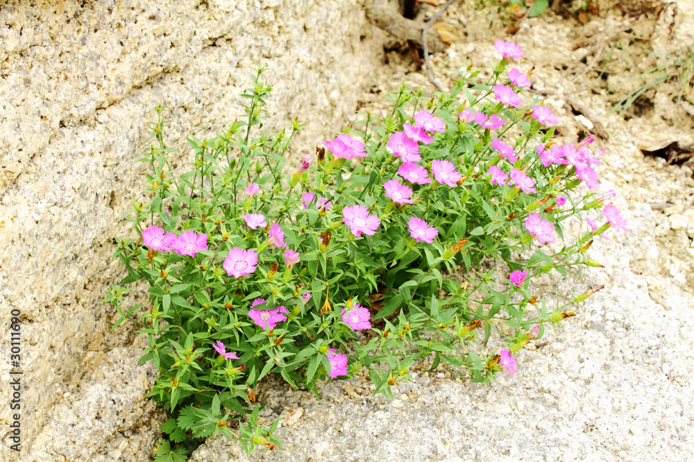 Obraz premium Wild carnation (Dianthus deltoides)
