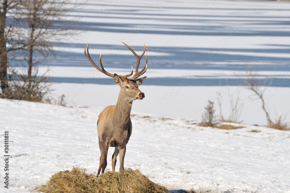 deer with big horns deer with big horns