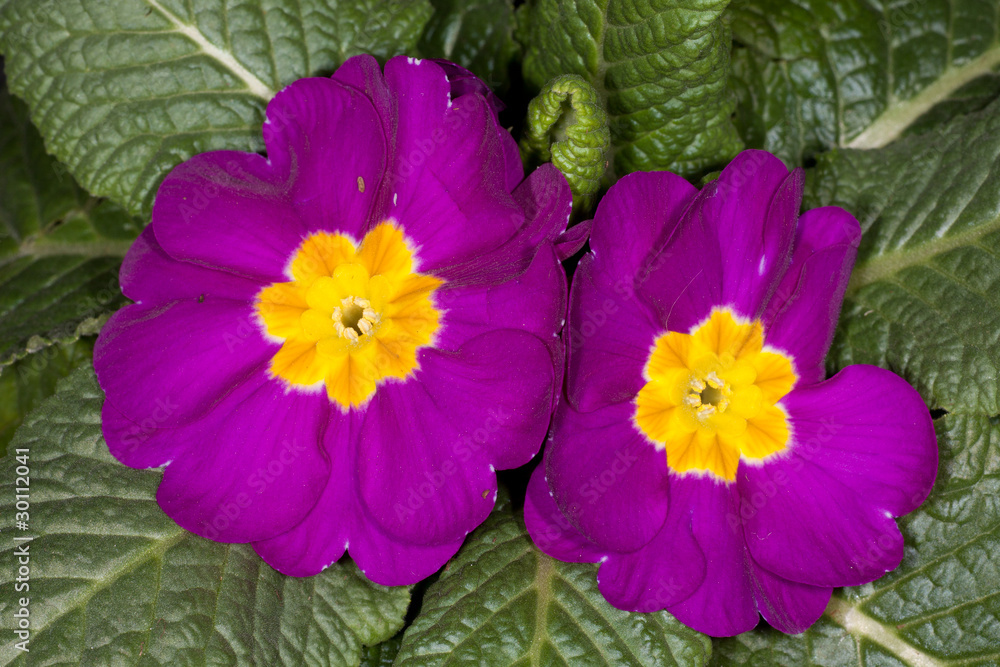 Fototapeta premium primule