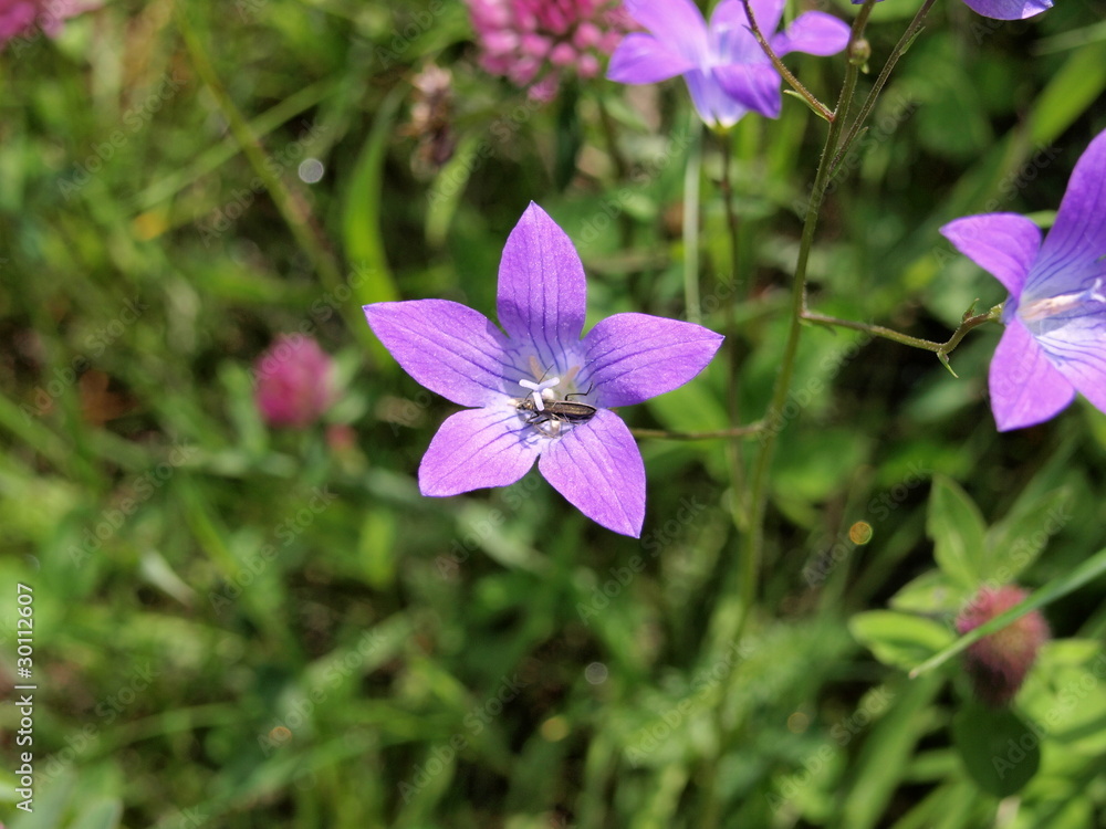 Wiesenglockenblume / Campanula patula