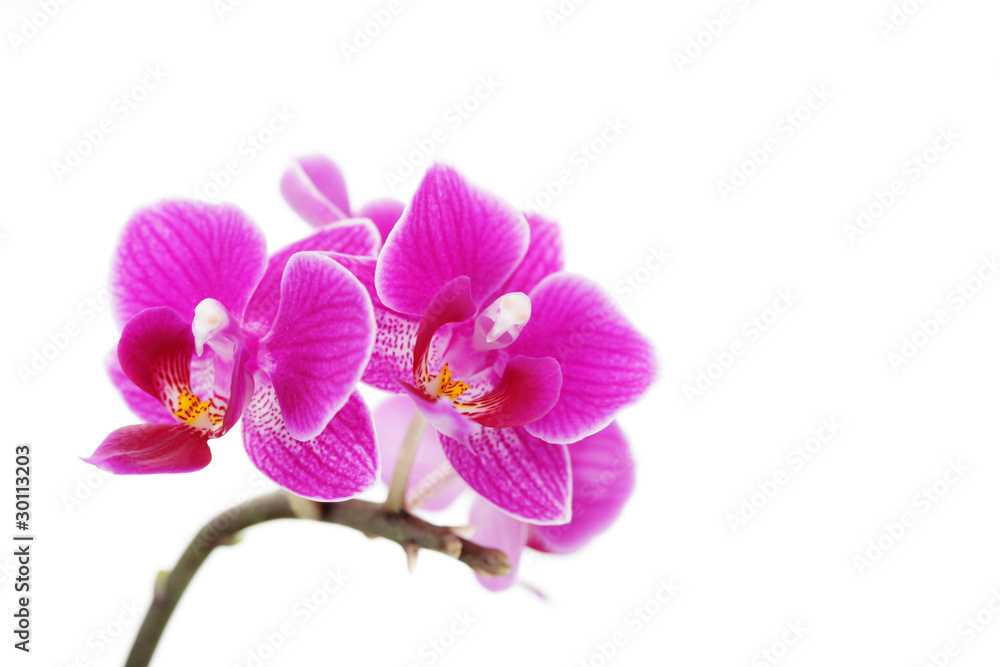 Fototapeta premium różowa orchidea