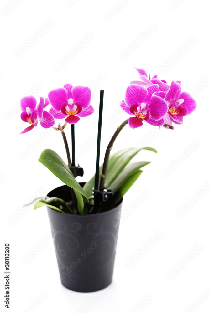 pink orchid
