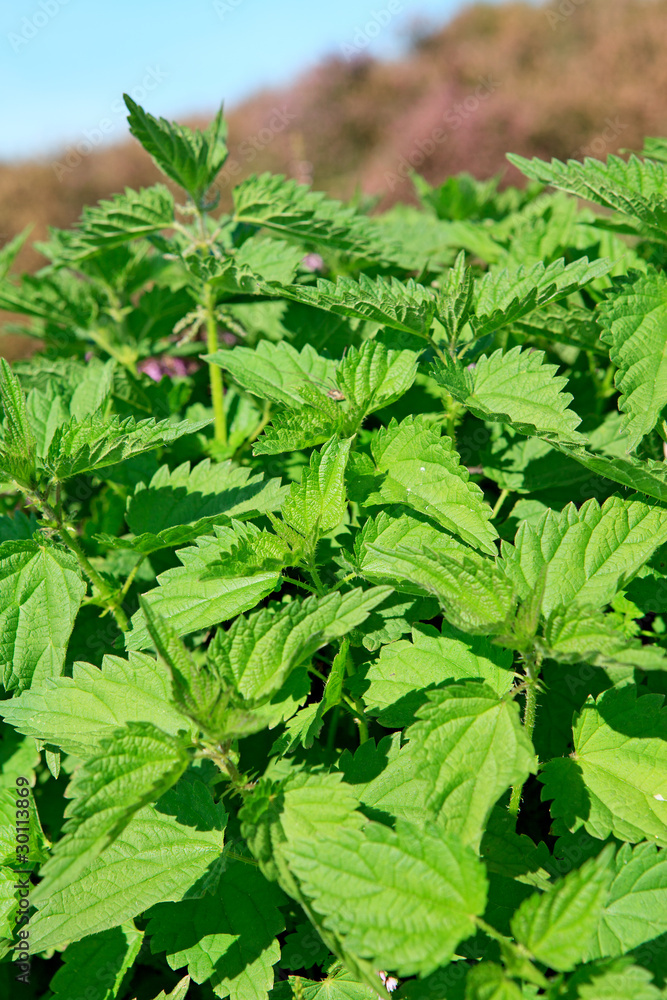 Green nettle in closeup Green nettle in closeup