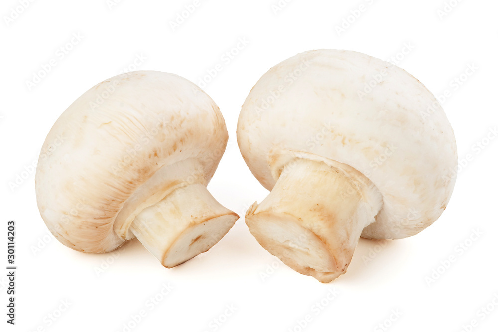 two champignons isolated on white background two champignons isolated on white background