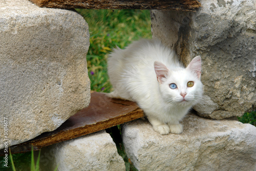 Fotografía Van Cat