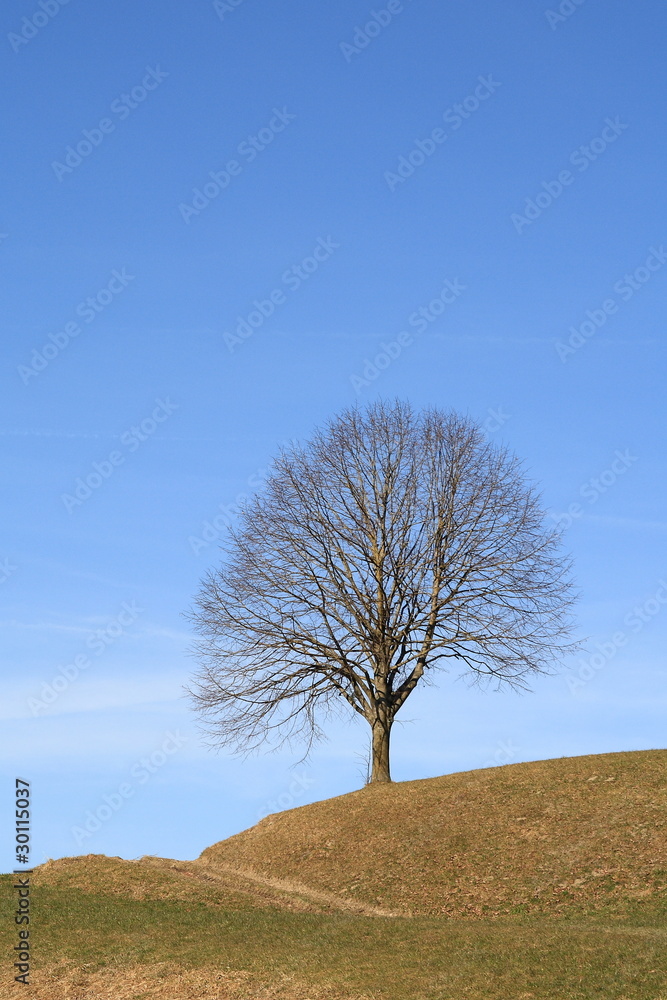 Path to the solitary leafless tree on a hill