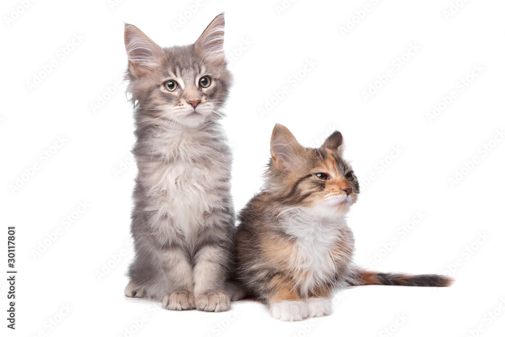 two main coon kittens two main coon kittens
