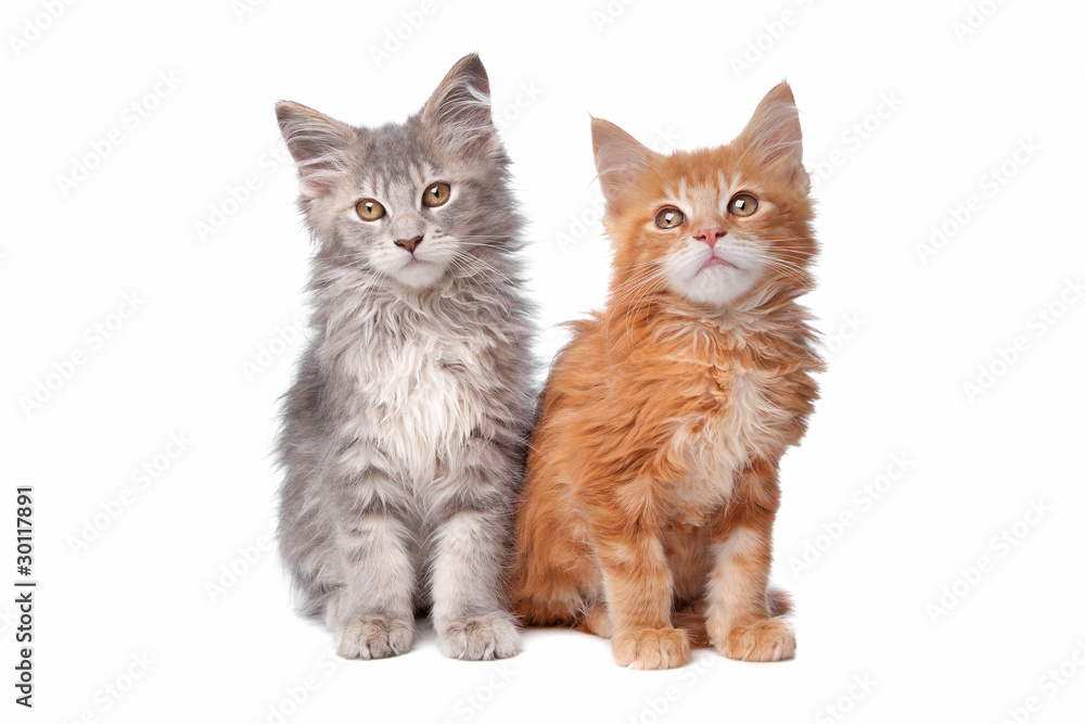 two main coon kittens