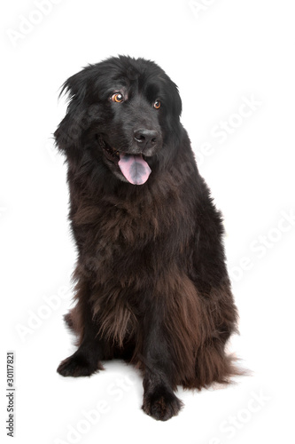 Fototapeta Naklejka Na Ścianę i Meble -  Newfoundland (dog)