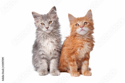 two main coon kittens
