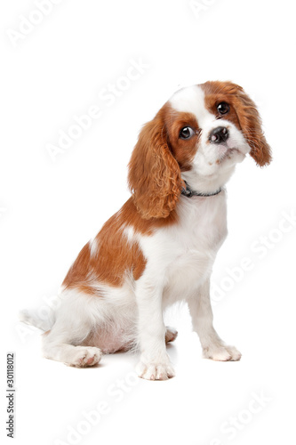 Cavalier King Charles Spaniel puppy Fototapeta