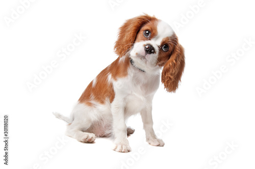 Fotografija Cavalier King Charles Spaniel puppy