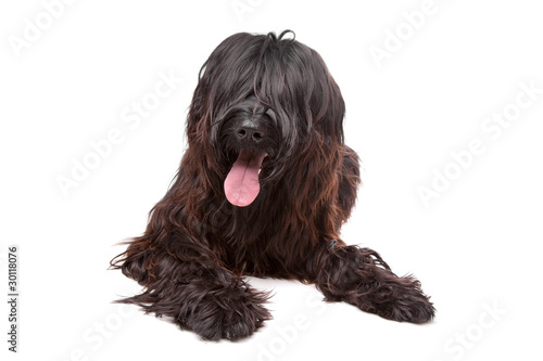 Bild auf Leinwand Briard, Berger de Brie, Berger Briard