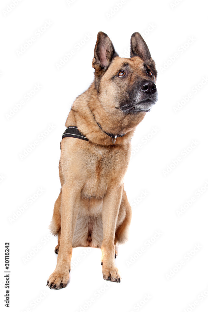 Obraz premium German Shepherd dog