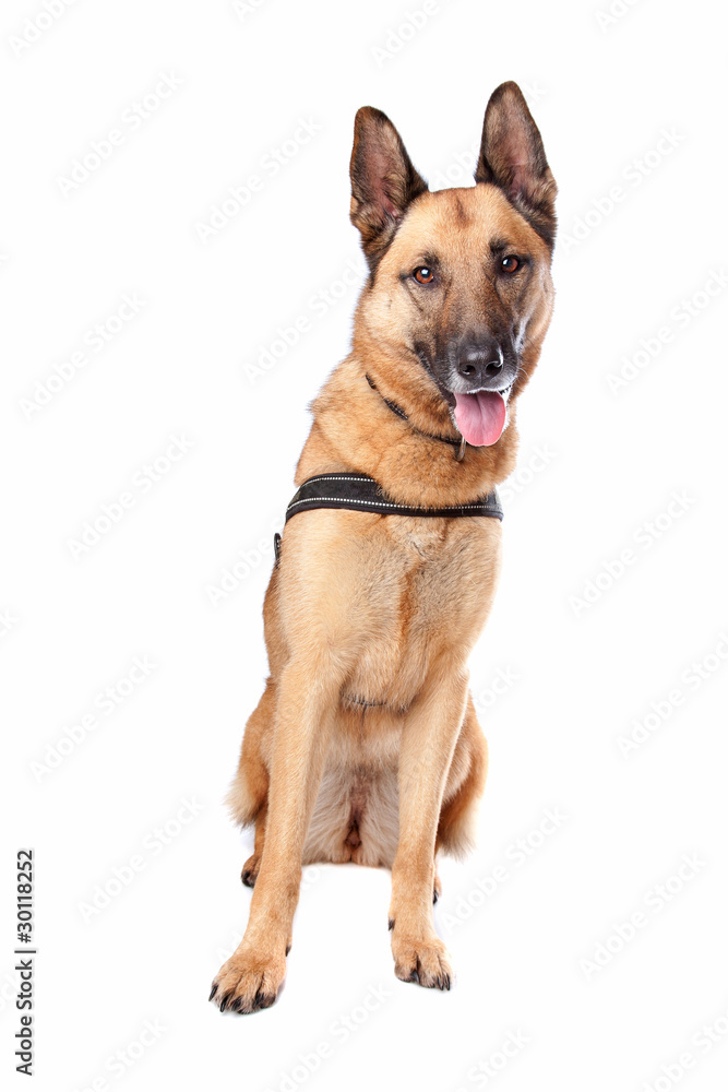 Obraz premium German Shepherd dog