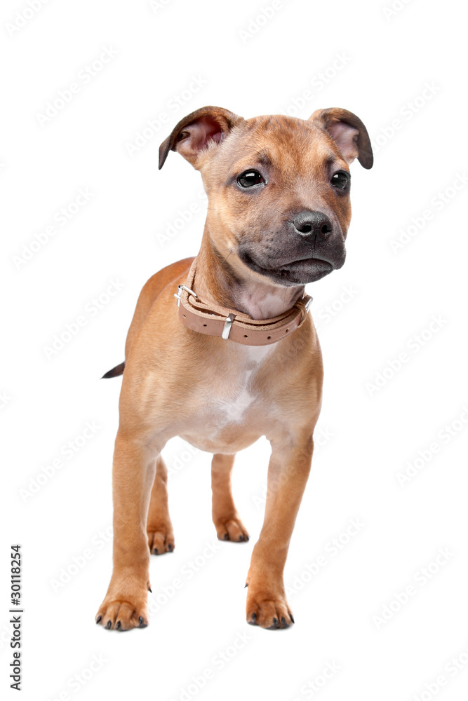 Staffordshire Bull Terrier puppy Staffordshire Bull Terrier puppy
