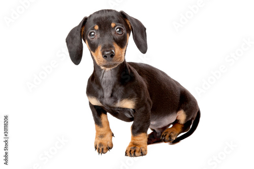 Dachshund, Teckel puppy © Erik Lam