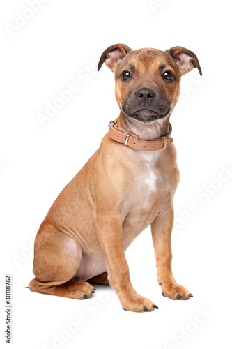 Staffordshire Bull Terrier puppy