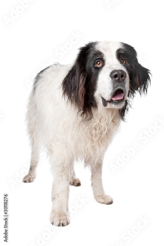 Landseer