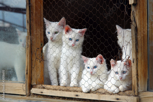 Fotografia Van Cats