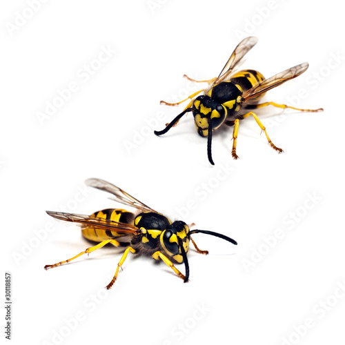 Live wasp isolated on white background