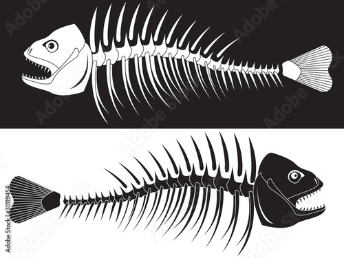skeleton of fish