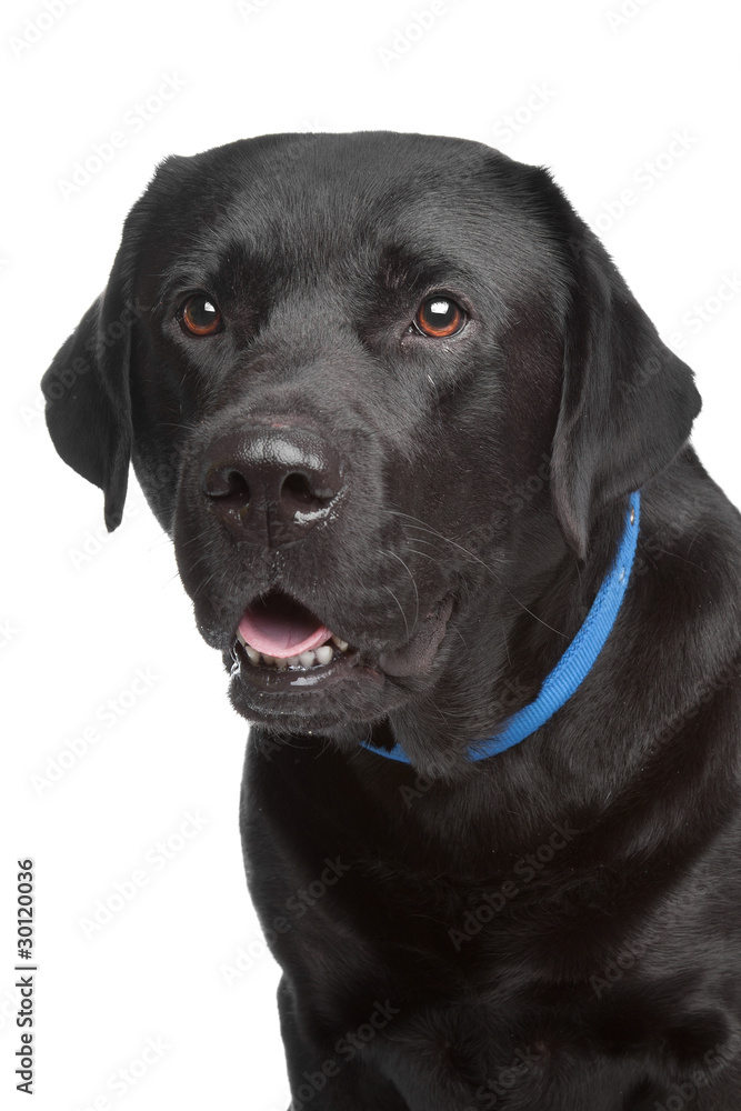 black labrador retriever black labrador retriever