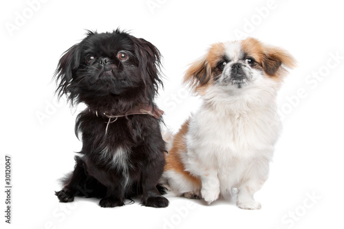 Εκτύπωση καμβά Japanese Chin and a pekingese dog