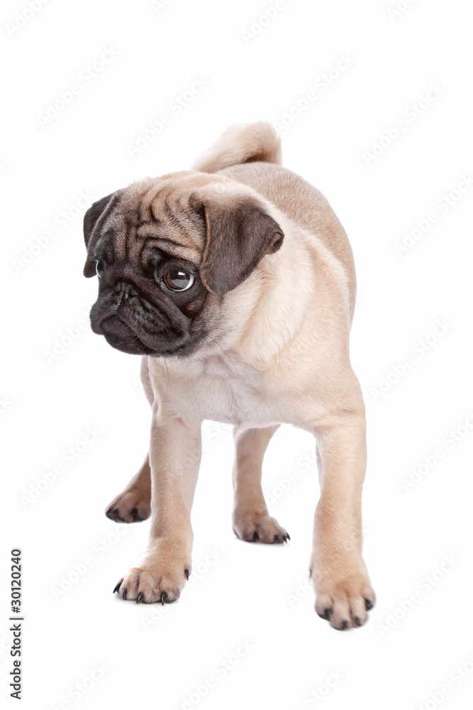 pug puppy pug puppy