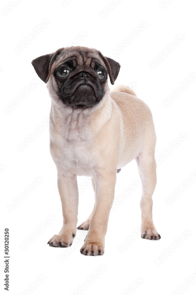 Obraz premium pug puppy