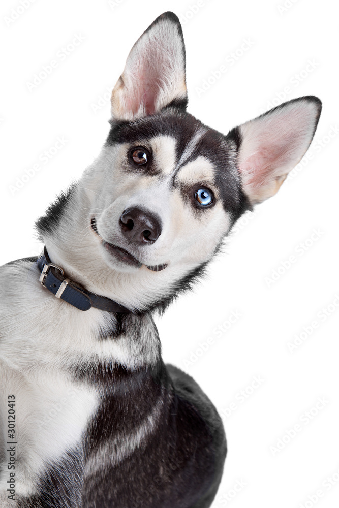 mixed breed, American Indian Dog, husky puppy