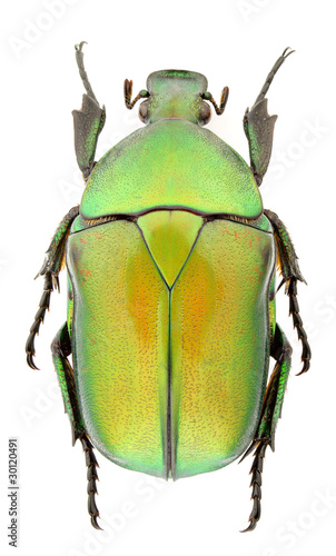 Rhomborrhina unicolor photo