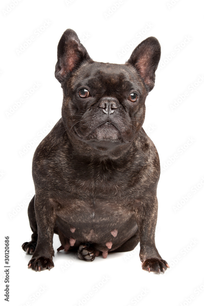 French Bulldog isolated on white French Bulldog isolated on white