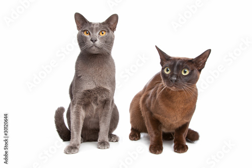 two Burmese cats