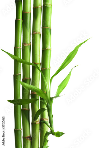 Fototapeta Naklejka Na Ścianę i Meble -  bamboo isolated