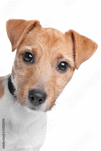 Jack Russel Terrier isolated on a white background