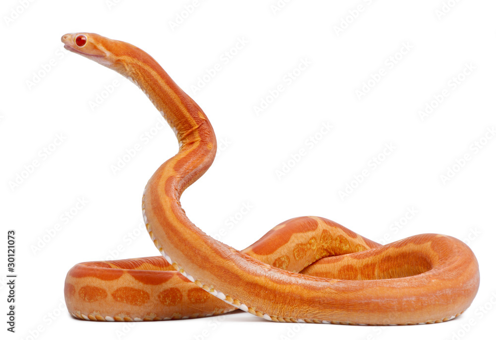 Obraz premium Scaleless Corn Snake, Pantherophis Guttatus