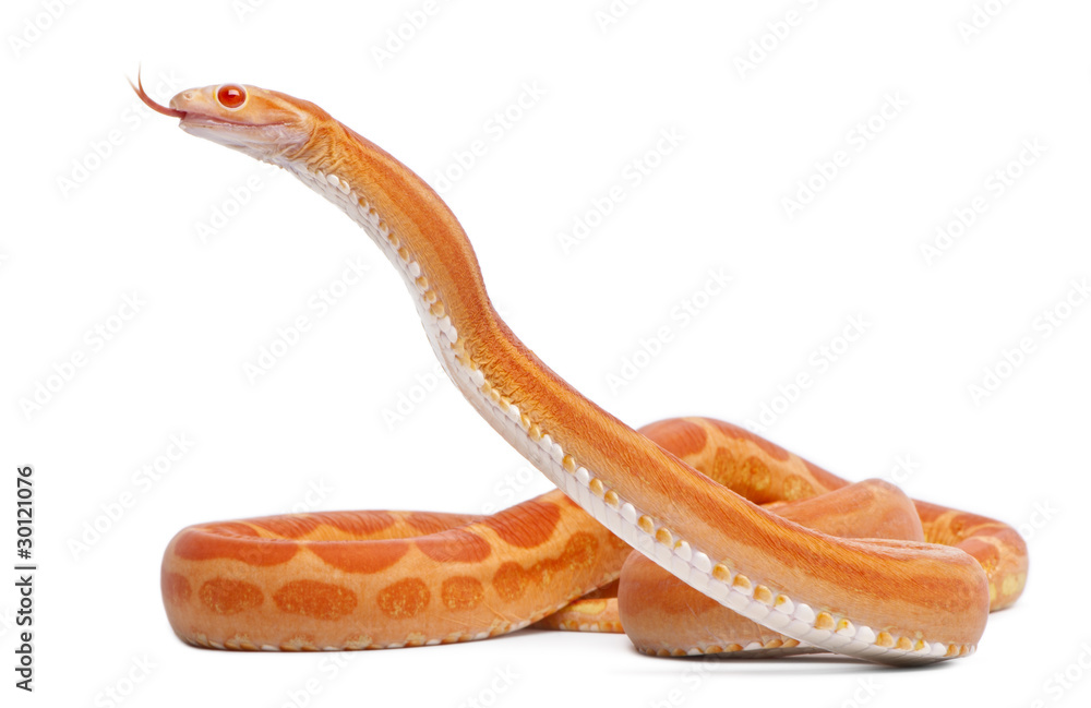 Obraz premium Wąż zbożowy bezłuskowy, Pantherophis Guttatus
