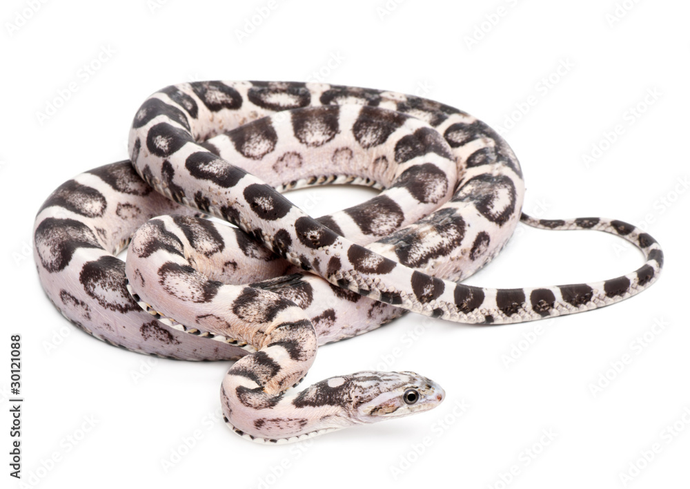Fototapeta premium Scaleless Corn Snake, Pantherophis Guttatus