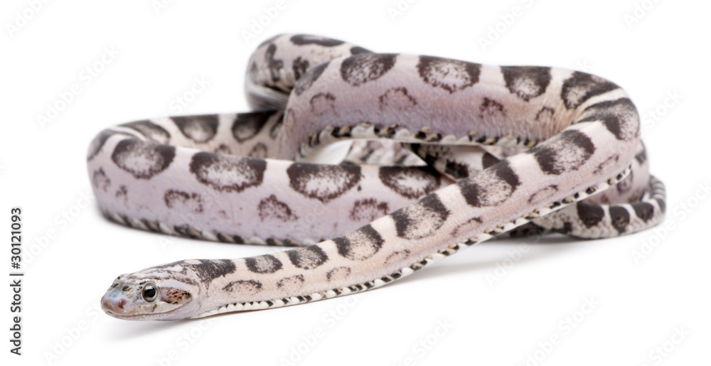 Obraz premium Scaleless Corn Snake, Pantherophis Guttatus