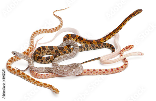 Scaleless Corn Snakes, Pantherophis Guttatus photo