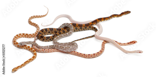 Scaleless Corn Snakes, Pantherophis Guttatus