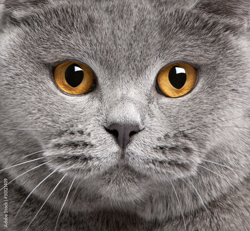 Close-up of British Shorthair cat, 2 years old