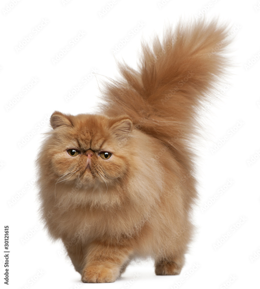 Persian kitten, 6 months old, in front of white background